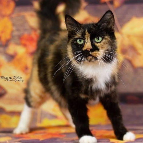 Winnifred