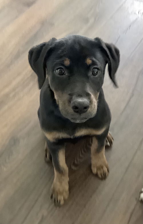 Leia