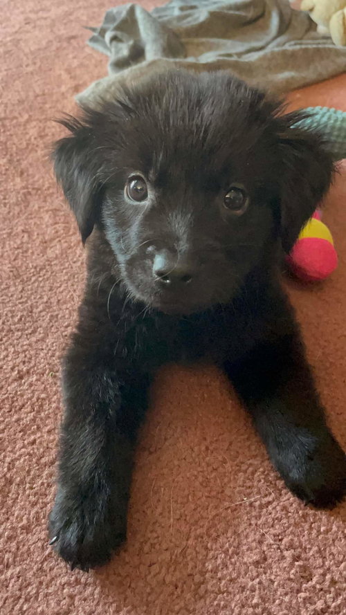 Sir Rufus von Flufflebutt