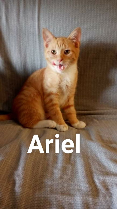Ariel