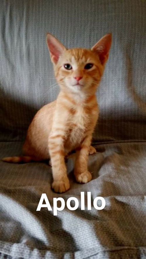 Apollo