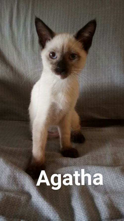 Agatha