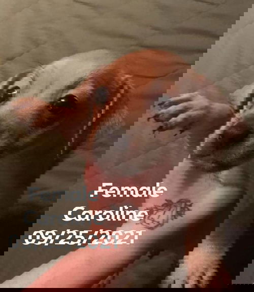 Caroline