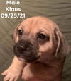 Klaus