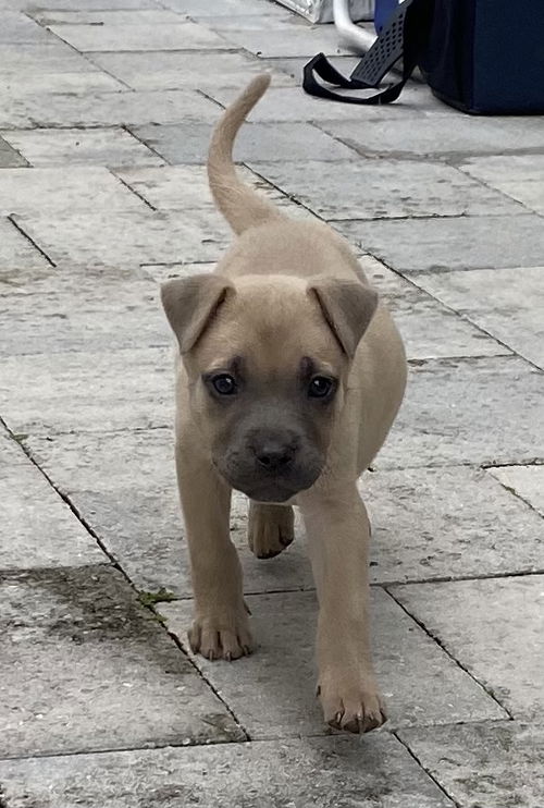 Elsa