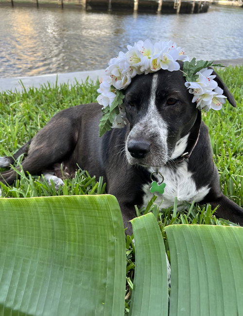 Lily Bahama Mama — thumbnail 6