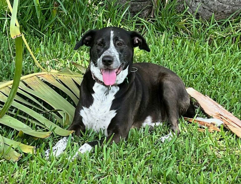 adoptable Dog in Royal Palm Beach, FL named Lily Bahama Mama