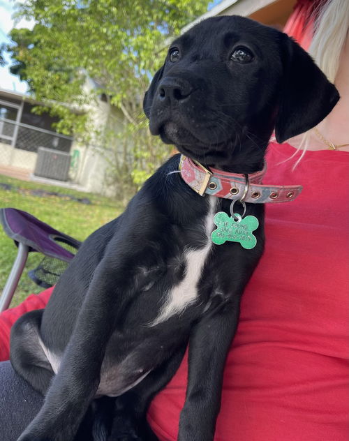 Leia