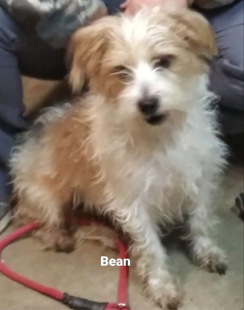 Bean