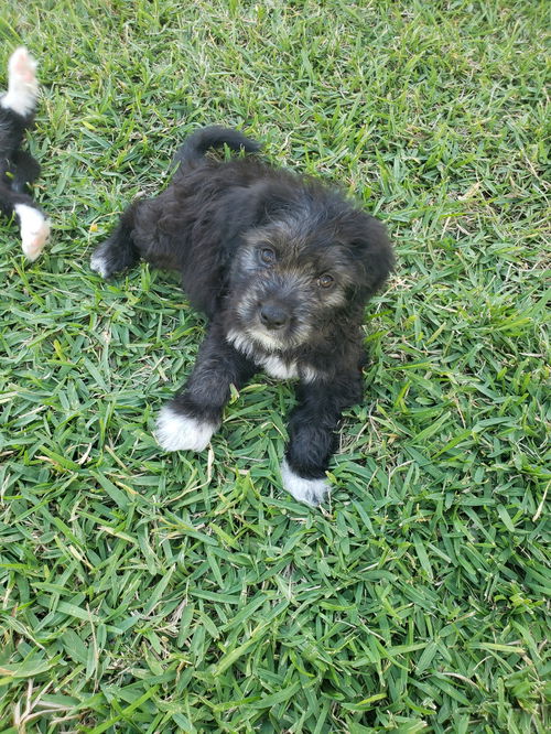 Matteo