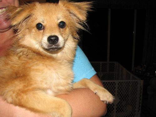 Buster Brown
