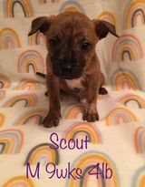 Scout