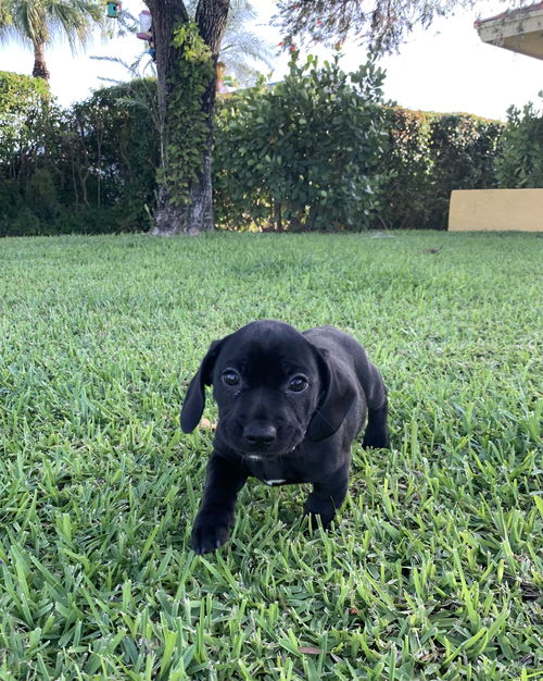 Trixie