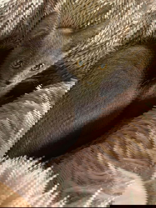 Doolittle