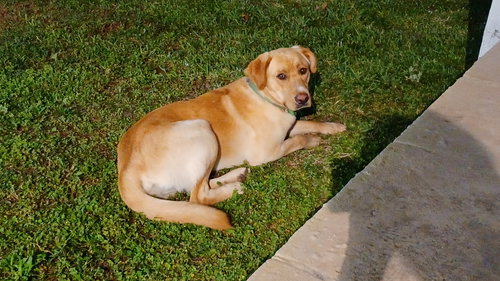 Cooper