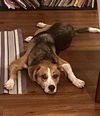 Nova