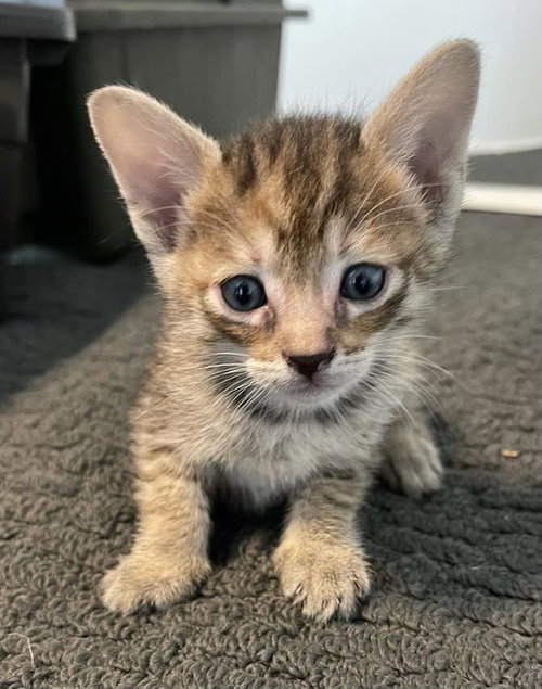 Freya