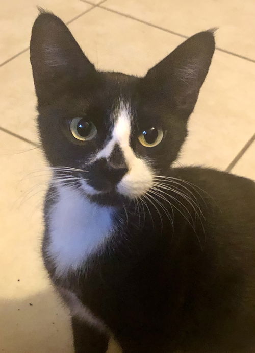 Kit Kat
