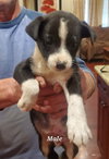 Cooper