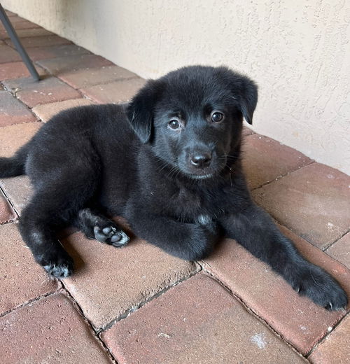 Ella