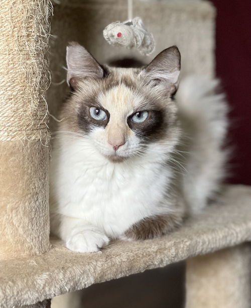 Pandora