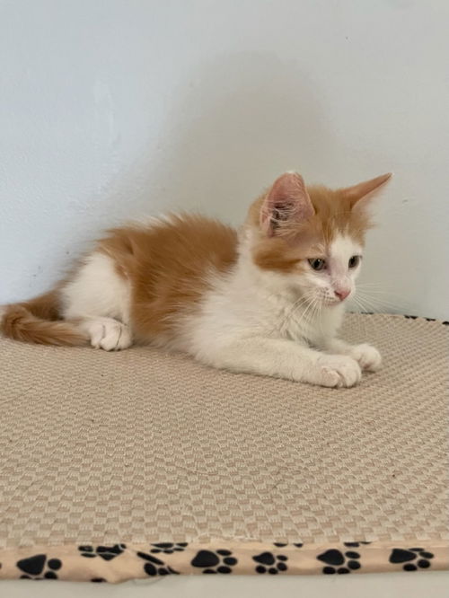 Georgie