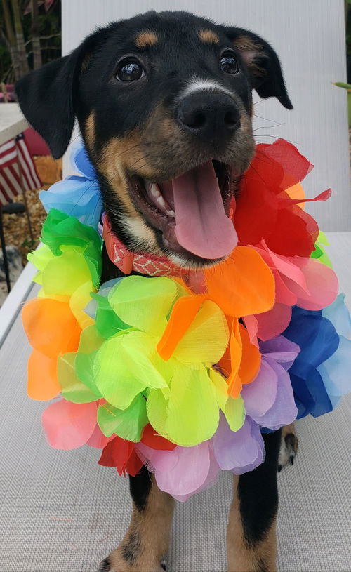 Marti