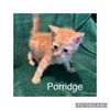 Porridge