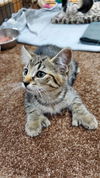 Mittens