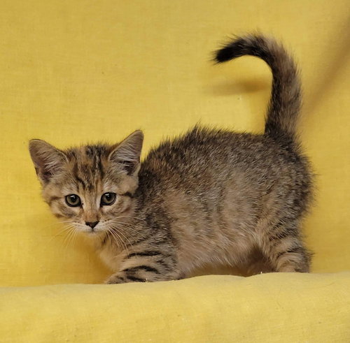 Buttercup