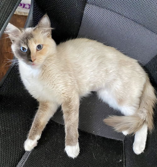 Willow
