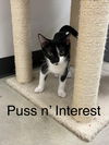 Puss n Interest