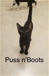 Puss n Boots