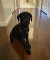 Willow