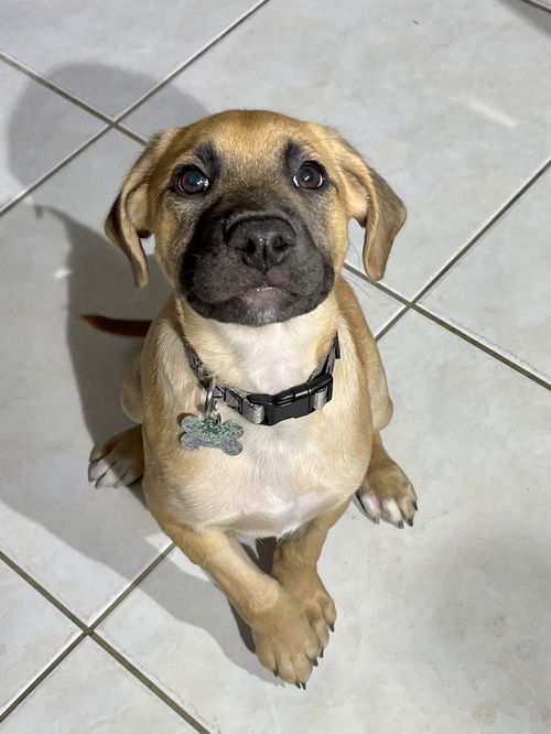 Whiskey