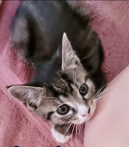 Frankie