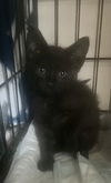 Cinder