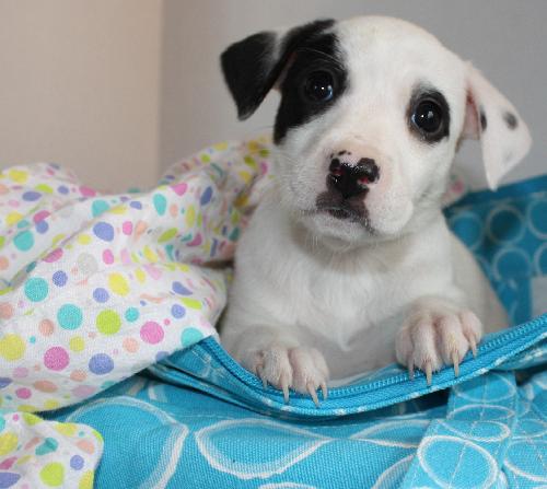Dotty