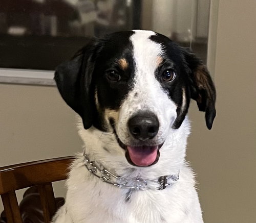 Cooper