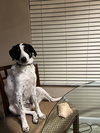Cooper