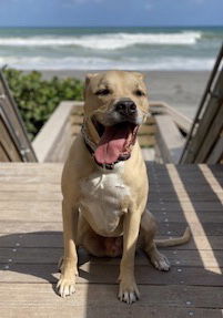 adoptable Dog in Royal Palm Beach, FL named Dodger *