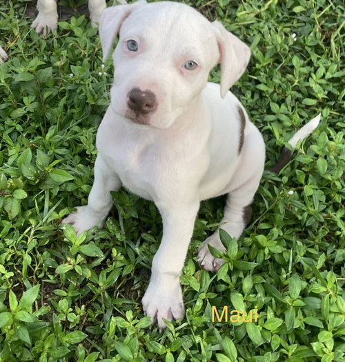 Maui