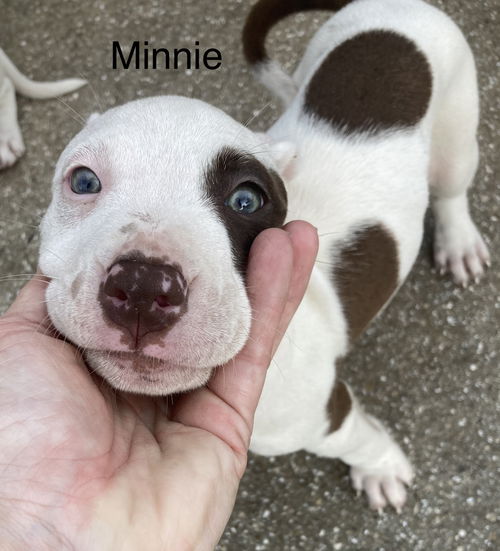 Minnie