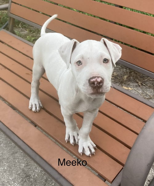 Meeko