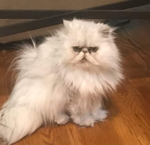 Little Kitty