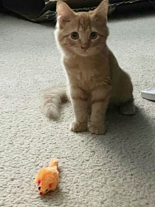 Wiggles