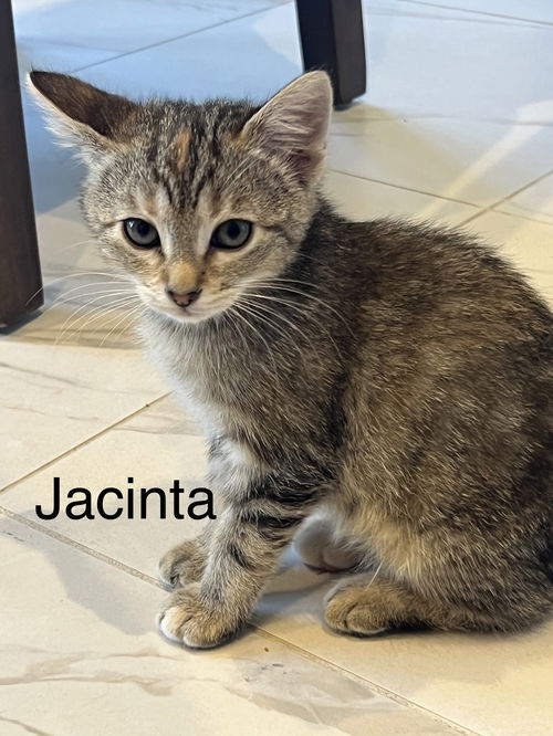 Jacinta