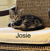 Josie