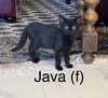 Java