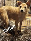 Shiloh